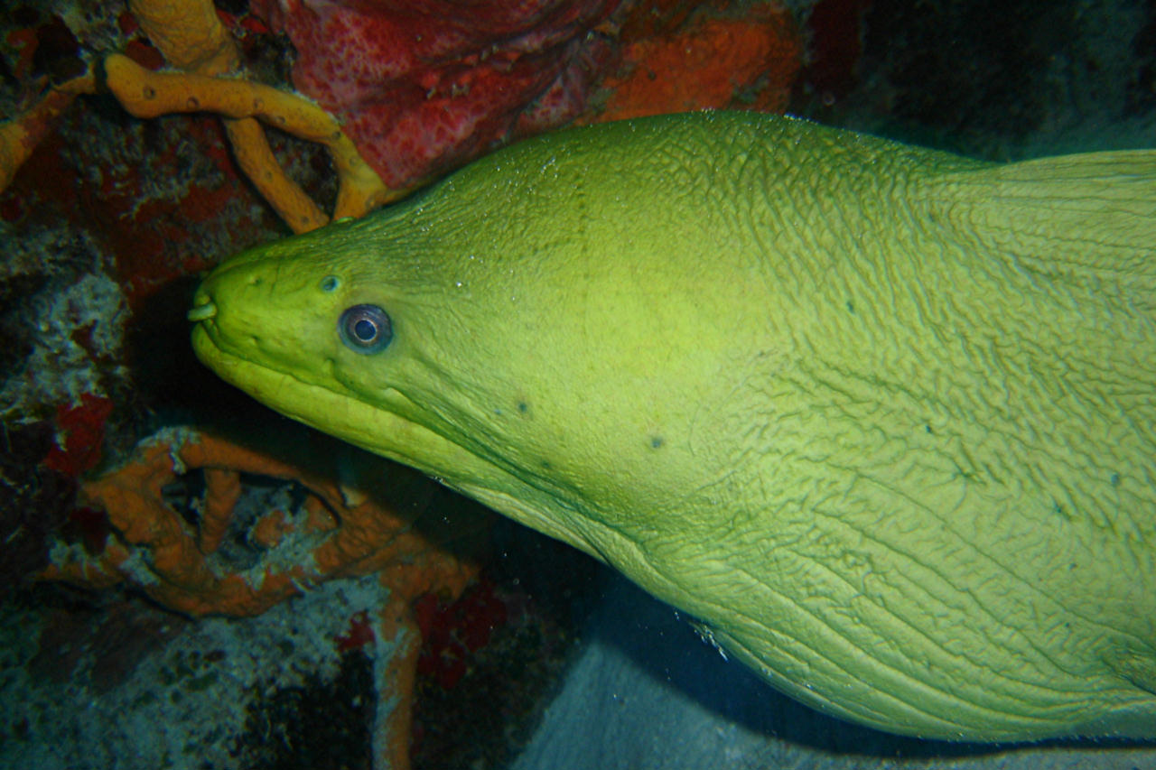 Gymnothorax funebris (Murena verde)